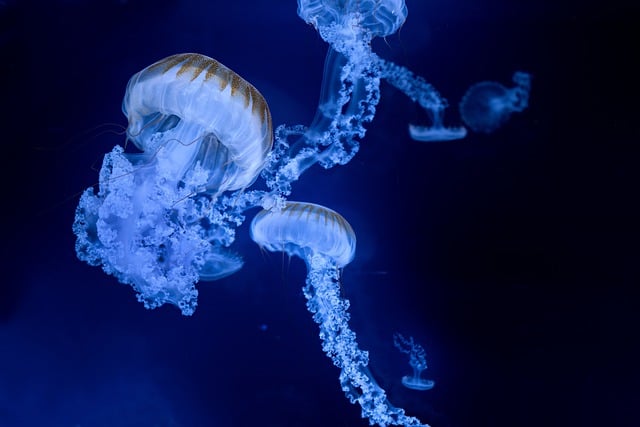 jellyfish-7704800_640