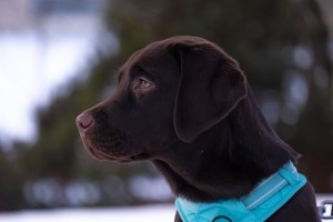 labrador-retriever-7885881_640.jpg