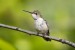 ruby-throated-hummingbird-8596660_640