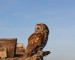tawny-owl-8443456_640