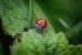 coccinellidae-8146623_640